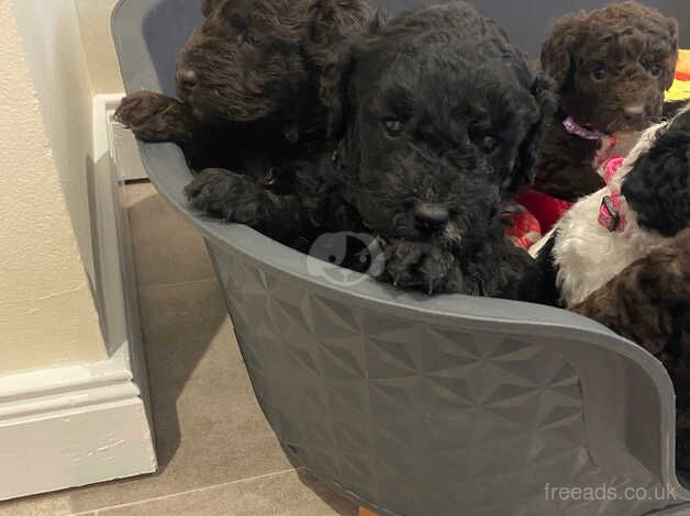 Parti Cockapoo puppies for sale in Montrose, Angus - Image 3