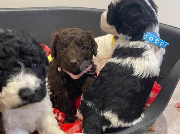 Parti Cockapoo puppies for sale in Montrose, Angus - Image 4