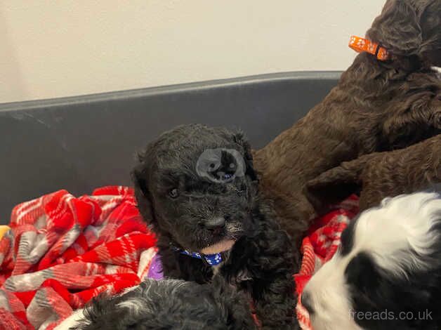 Parti Cockapoo puppies for sale in Montrose, Angus - Image 5