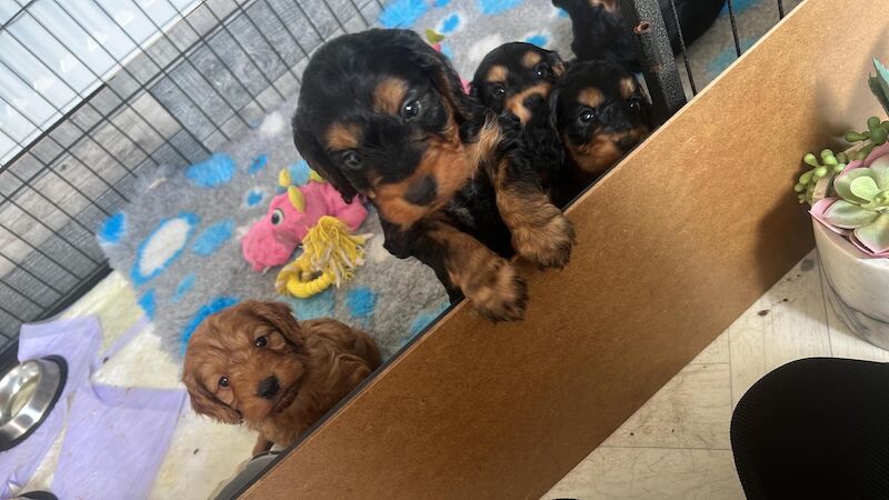 Cockapoo Puppies for sale