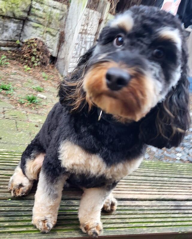 Phantom cockerpoo for sale in Stoke-on-Trent, Staffordshire - Image 9