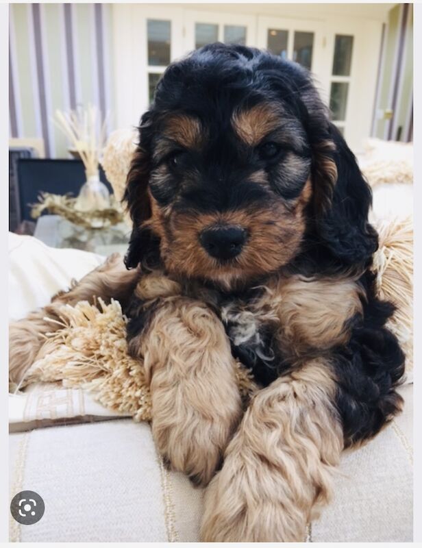 Phantom cockerpoo for sale in Stoke-on-Trent, Staffordshire - Image 10