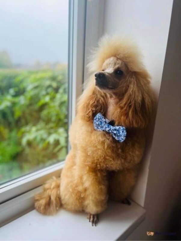 Phantom cockerpoo for sale in Stoke-on-Trent, Staffordshire - Image 12