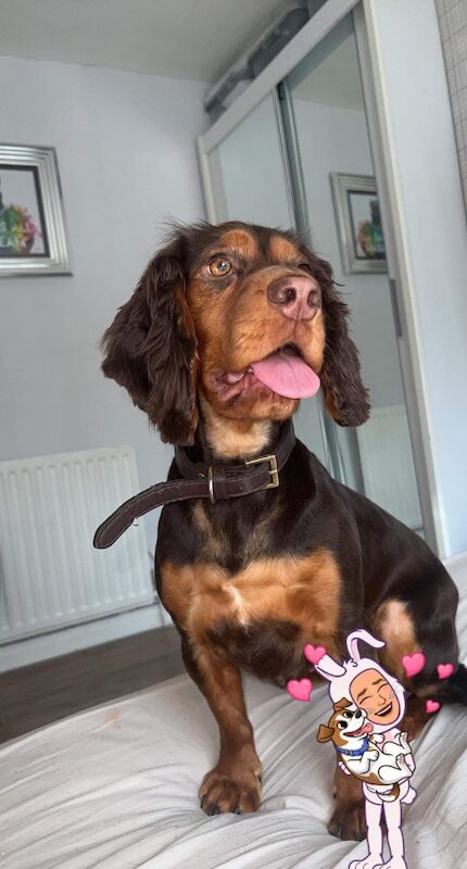 Phantom cockerpoo for sale in Stoke-on-Trent, Staffordshire - Image 11