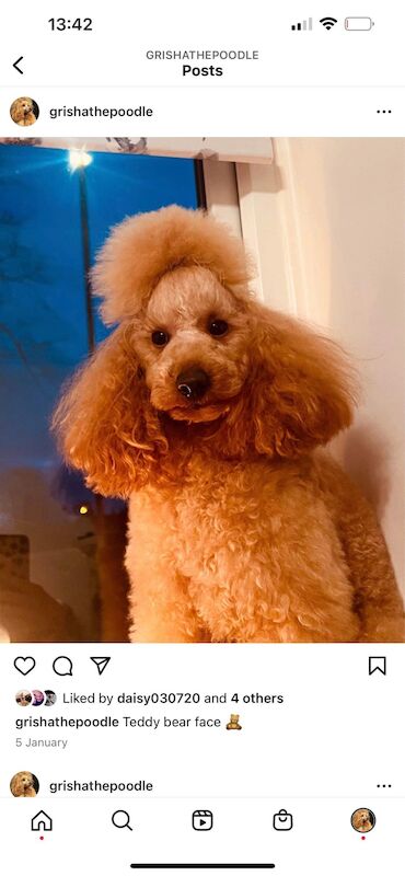 Phantom cockerpoo for sale in Stoke-on-Trent, Staffordshire - Image 13