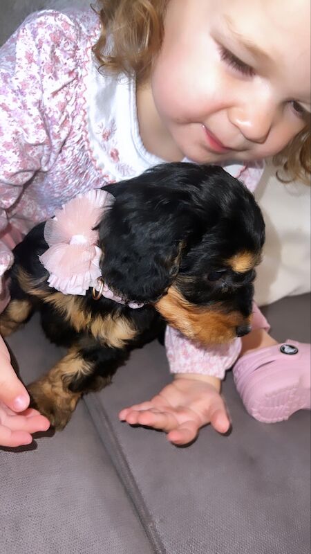 Phantom cockerpoo for sale in Stoke-on-Trent, Staffordshire