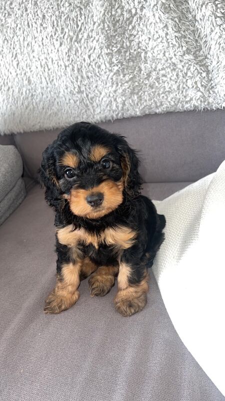 Cockapoo Puppies for sale in Staffordshire