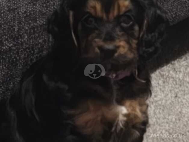 Phantom F1b cockapoo puppy. Last of the litter..! for sale in Sunderland, Tyne and Wear - Image 2