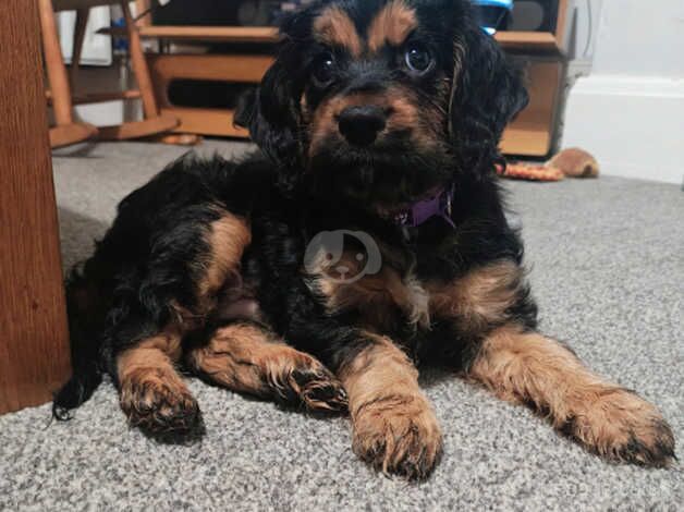 Cockapoo Puppies for sale