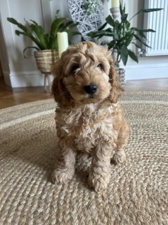 Phantom/Sable/Red Cockapoos - READY NOW for sale in Wirral - Image 1