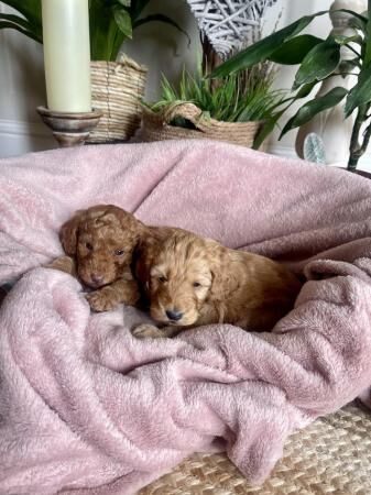 Phantom/Sable/Red Cockapoos - READY NOW for sale in Wirral - Image 3