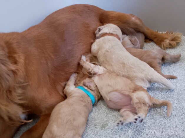 Pra clear cockapoo for sale in Bishop Auckland, County Durham