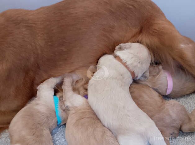 Pra clear cockapoo for sale in Bishop Auckland, County Durham - Image 3