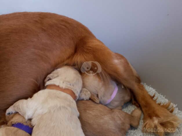 Pra clear cockapoo for sale in Bishop Auckland, County Durham - Image 4