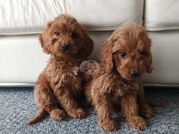 PRA clear cockapoo puppies for sale in Basildon, Essex