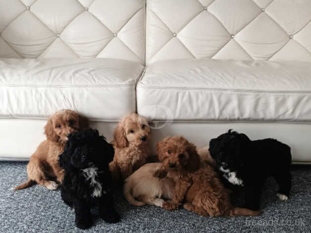 PRA clear cockapoo puppies for sale in Basildon, Essex - Image 2