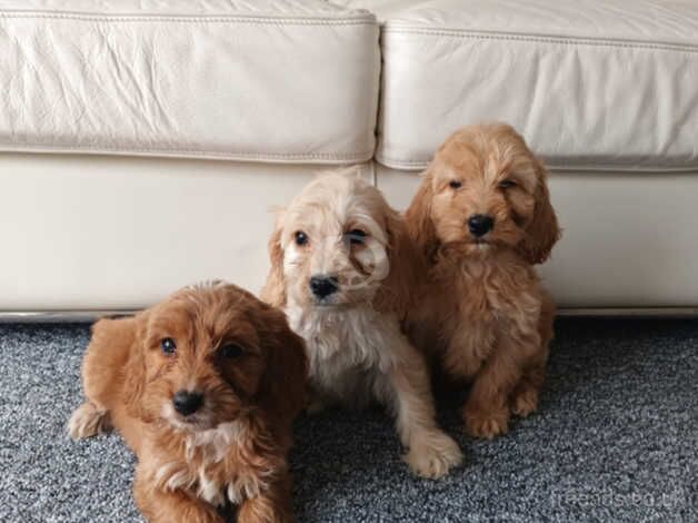 PRA clear cockapoo puppies for sale in Basildon, Essex - Image 3