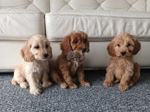 PRA clear cockapoo puppies for sale in Basildon, Essex - Image 4