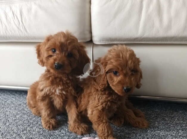 PRA clear cockapoo puppies for sale in Basildon, Essex - Image 5