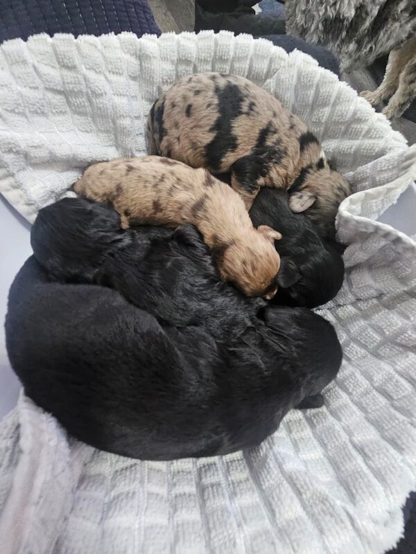 ‼️🐶 puppies 🐶‼️ for sale in Kingston upon Hull, East Riding of Yorkshire