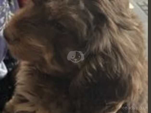 PUPPY IN NEED OF TEMPORARY HOME for sale in Bexley, Bexley, Greater London - Image 2