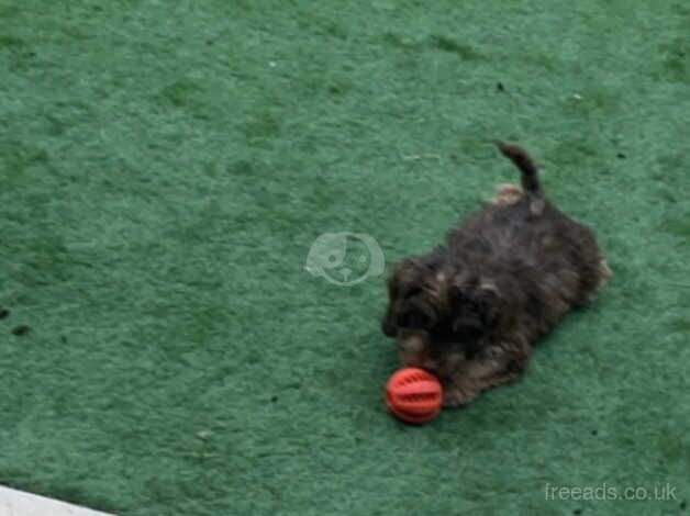 PUPPY IN NEED OF TEMPORARY HOME for sale in Bexley, Bexley, Greater London - Image 3