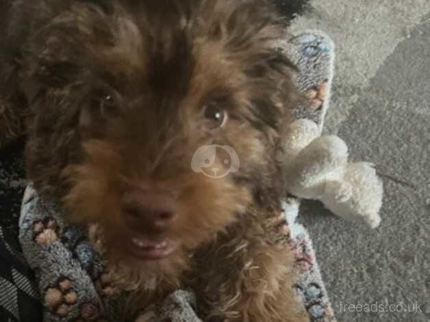 PUPPY IN NEED OF TEMPORARY HOME for sale in Bexley, London - Image 2