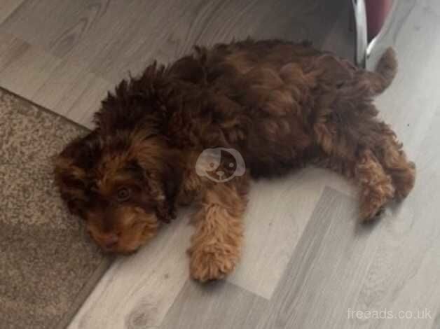 PUPPY IN NEED OF TEMPORARY HOME for sale in Bexley, London - Image 3