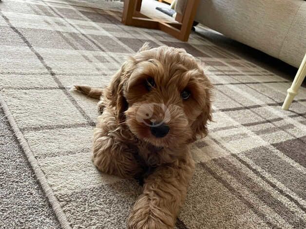 Puppy for sale in Tilbury, Essex