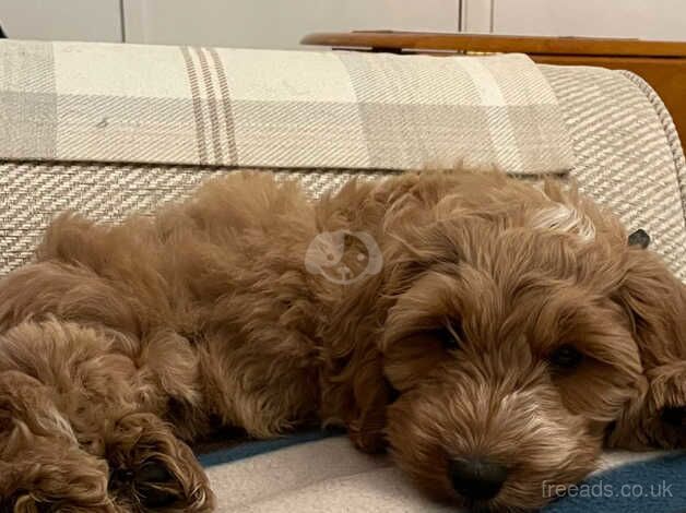 Puppy for sale in Tilbury, Essex - Image 5