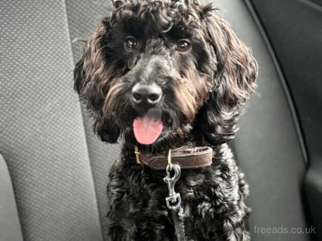 Puppy needs rehoming for sale in Rugby, Warwickshire