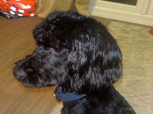 Puppy needs rehoming for sale in Rugby, Warwickshire - Image 3