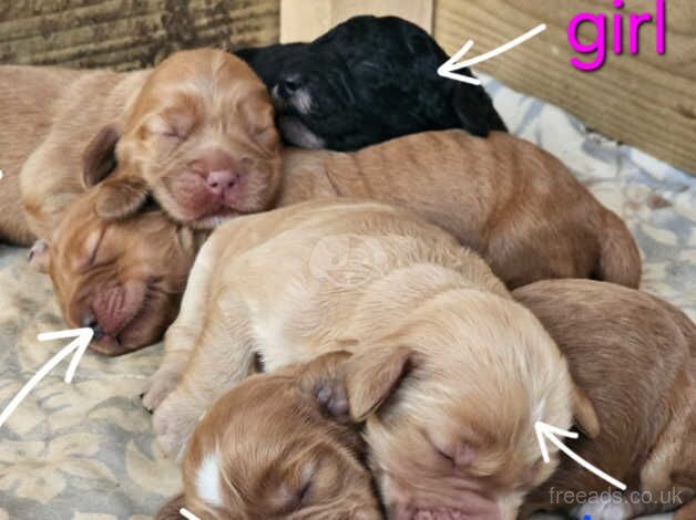 Purebred F2 Cockapoo Puppies for sale in Torrington, Devon - Image 1