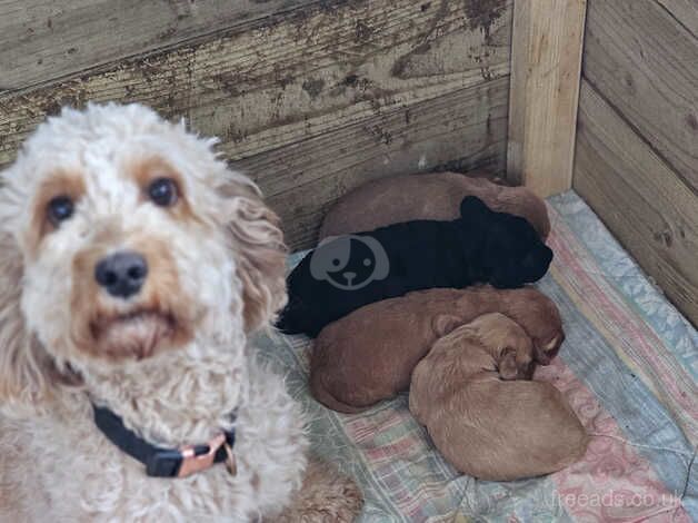 Purebred F2 Cockapoo Puppies for sale in Torrington, Devon - Image 2