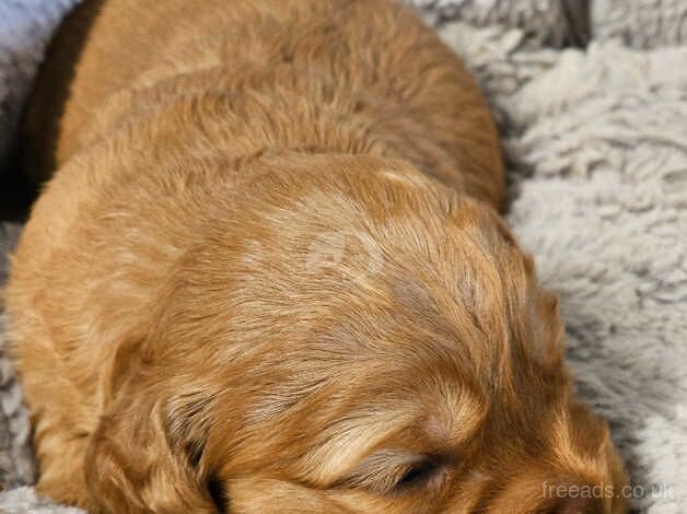 Purebred F2 Cockapoo Puppies for sale in Torrington, Devon - Image 3