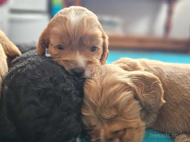 Purebred F2 Cockapoo Puppies for sale in Torrington, Devon - Image 4