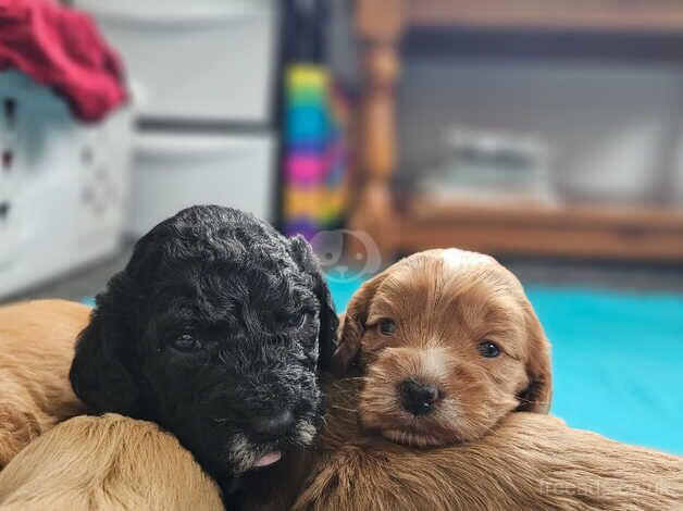 Purebred F2 Cockapoo Puppies for sale in Torrington, Devon - Image 5