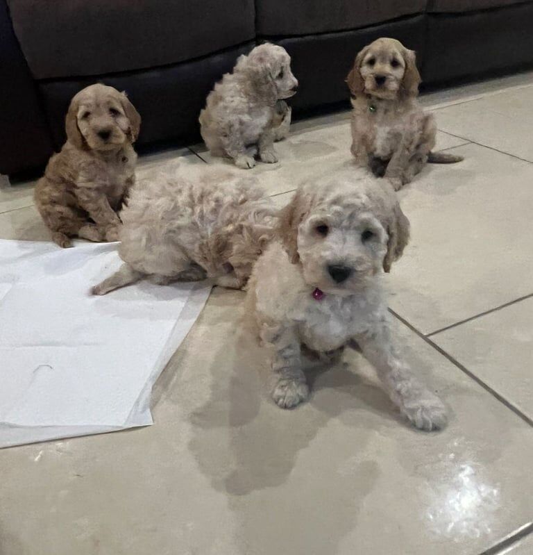 Quality Cockapoo Puppies F3 for sale in Dungannon, County Tyrone