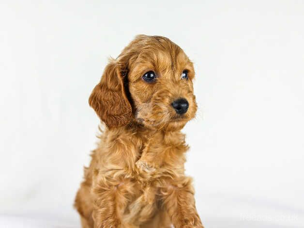 Quality Cockapoos for sale in Chester, Cheshire - Image 3