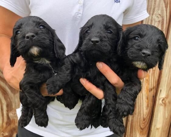 Quality F1 cockapoo puppies for sale in Barnstaple, Devon - Image 2