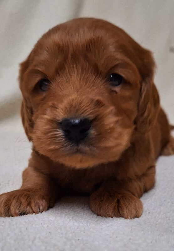 Cockapoo Puppies for sale