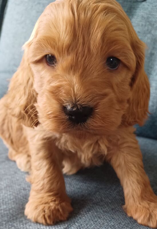 Quality F1 Cockapoo puppies from DNA clear parents - Licensed Breeder for sale in Ammanford/Rhydaman, Carmarthenshire - Image 3