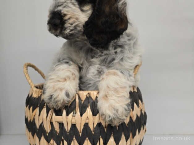 Cockapoo Puppies for sale