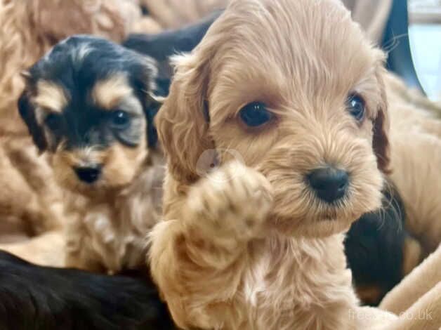 BEAUTIFUL COCKAPOO PUPPIES for sale in Colchester, Essex