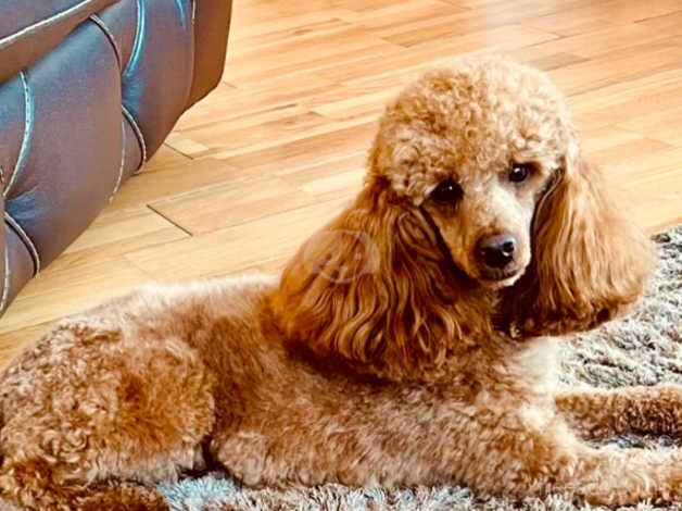 BEAUTIFUL COCKAPOO PUPPIES for sale in Colchester, Essex - Image 2