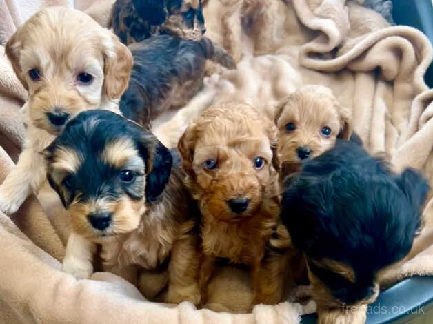 BEAUTIFUL COCKAPOO PUPPIES for sale in Colchester, Essex - Image 3