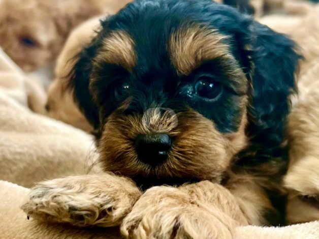 BEAUTIFUL COCKAPOO PUPPIES for sale in Colchester, Essex - Image 4