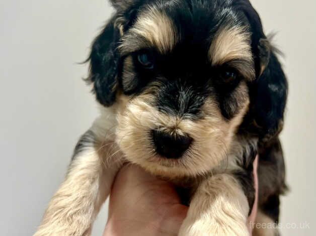 BEAUTIFUL COCKAPOO PUPPIES for sale in Colchester, Essex - Image 5