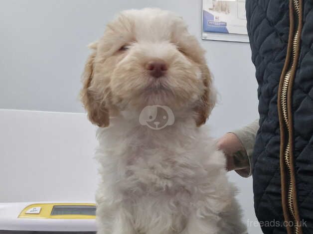 Rainbow litter of cockapoos. 4 available. for sale in Warminster, Wiltshire