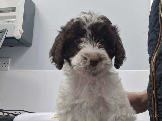 Cockapoo Puppies for sale in Wiltshire